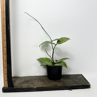 Hoya verticillata ksb silver [#1601]