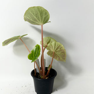 Begonia chingipengii [#2010]