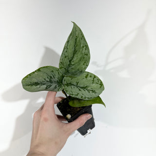Z-5043 - Scindapsus sp. Lahat