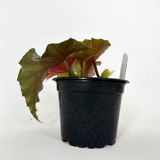 Begonia 'Silver Beauty' [#2176]