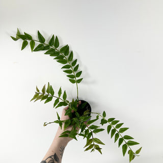 Hoya bella - XL Pot [#1828]