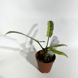 Alocasia lauterbachiana (aurea) [#1956]