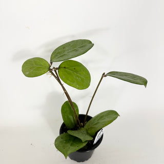 Z-5328 - Hoya 'Michele' (Splash)