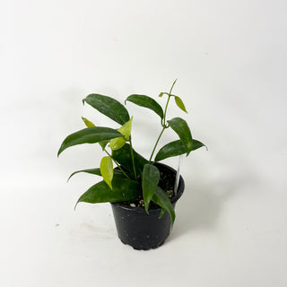 Hoya megalantha [#2021]