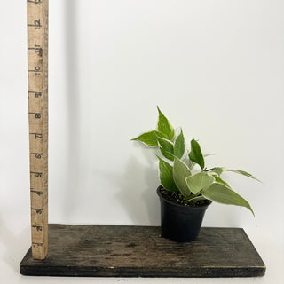 Hoya polyneura (outer variegated) [#2236]