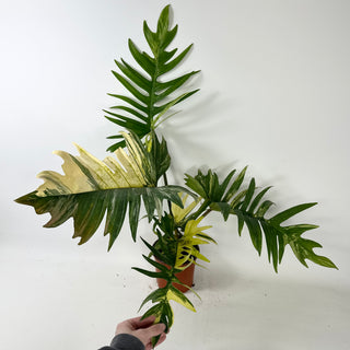 Philodendron 'Florida Beauty' x tortum [#2435]