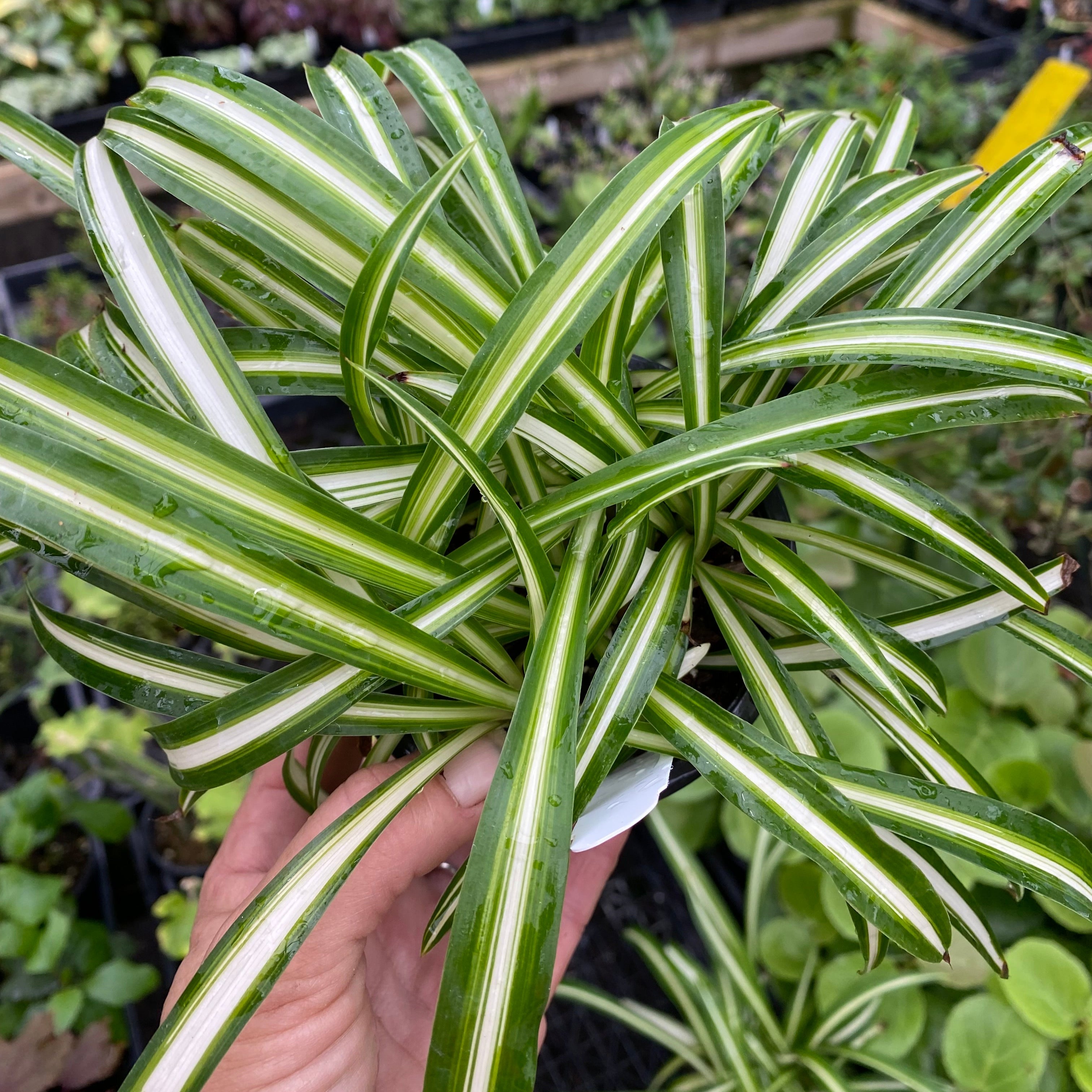 chlorophytum com Chlorophytum comosum 'Vittatum'