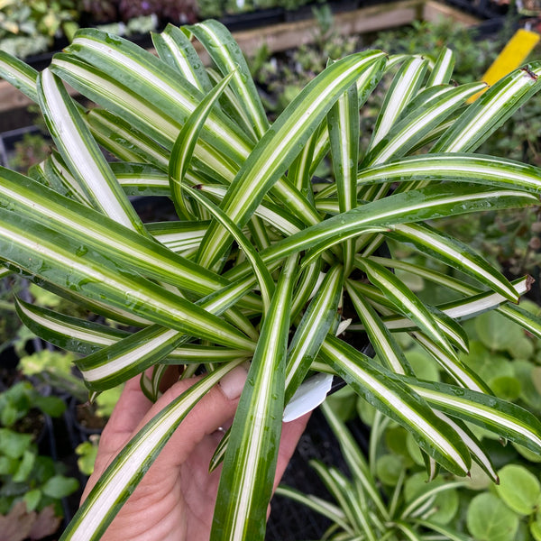 chlorophytum malabaricum Chlorophytum comosum 'Vittatum'
