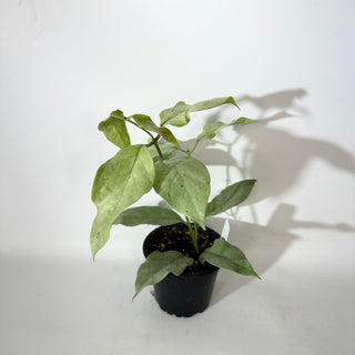 Hoya coriacea (silver) [#2145]