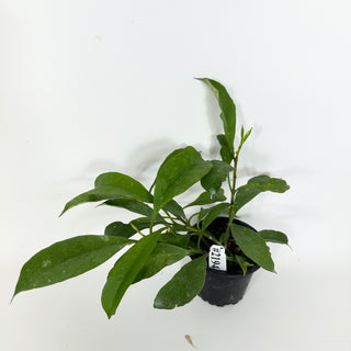 Hoya occultata [#2194]