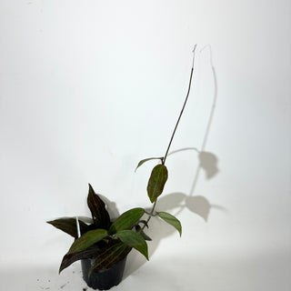 Hoya sp. "Red" [#2147]