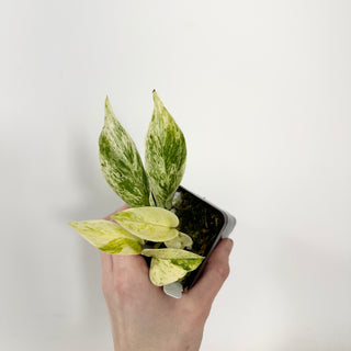 Z-5383 - Epipremnum 'Scrambled Eggs'