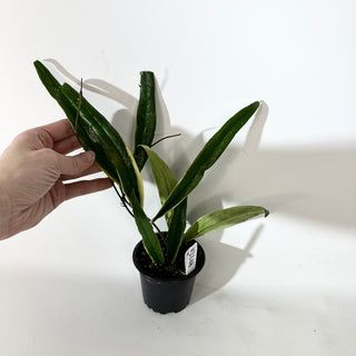 Hoya sulawesiana albo marginata [#2148]