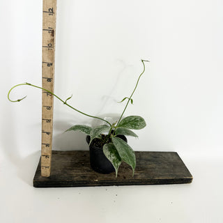 Hoya buotii (variegated) [#2301]