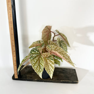Begonia 'Snow Capped' (Variegated) [#2055]