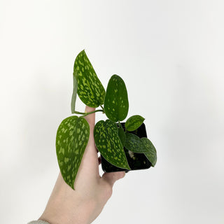 Z-5215 - Scindapsus pictus "Green Form" (Hassk)