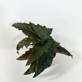 Begonia 'Peppermint Princess' [#2088]