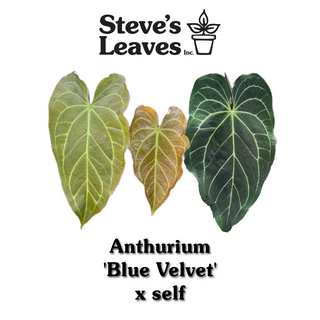 Anthurium 'Blue Velvet' x self - 2 Seedlings [#1473]
