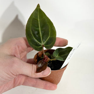 Anthurium 'Contessa' x self - Seedling [#1898]