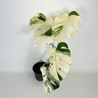 Monstera deliciosa var. borsigiana albo-variegata [#2090]