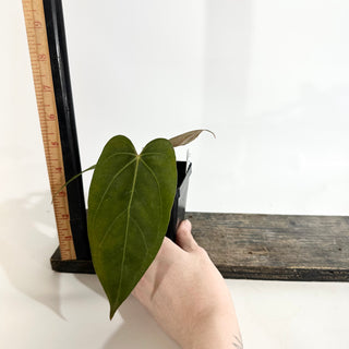 Anthurium 'Doc Block Lineage' x NSE Portillae [#1986]