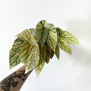 Begonia 'Snow Capped' (Variegated) [#1414]
