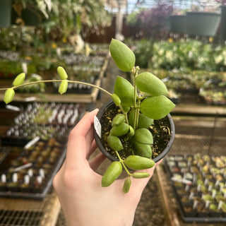 Hoya aeschynanthoides
