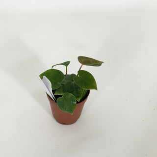 Anthurium 'Contessa' x self - 3 Seedlings [#1526]