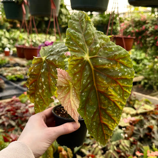 Begonia 'Steve's Leaves Titan'