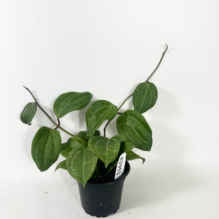 Hoya latifolia (Sarawak Cream) [#1952]