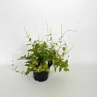 Hoya microdwarf (NS 12-323) [#2281]