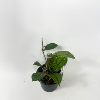 Hoya callistophylla 'Vena' [#1964]