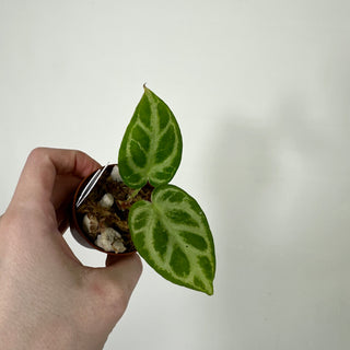 Anthurium 'Silver Blush' x self - Seedling [#1176]