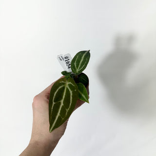 Anthurium 'Blue Velvet' x self - 3 Seedlings [#1654]