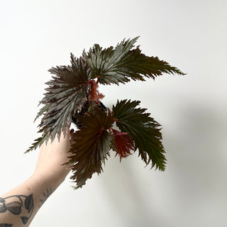 Begonia serratipetala 'Miri' [#2007]