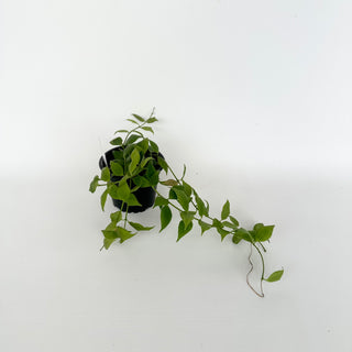 Hoya microstemma