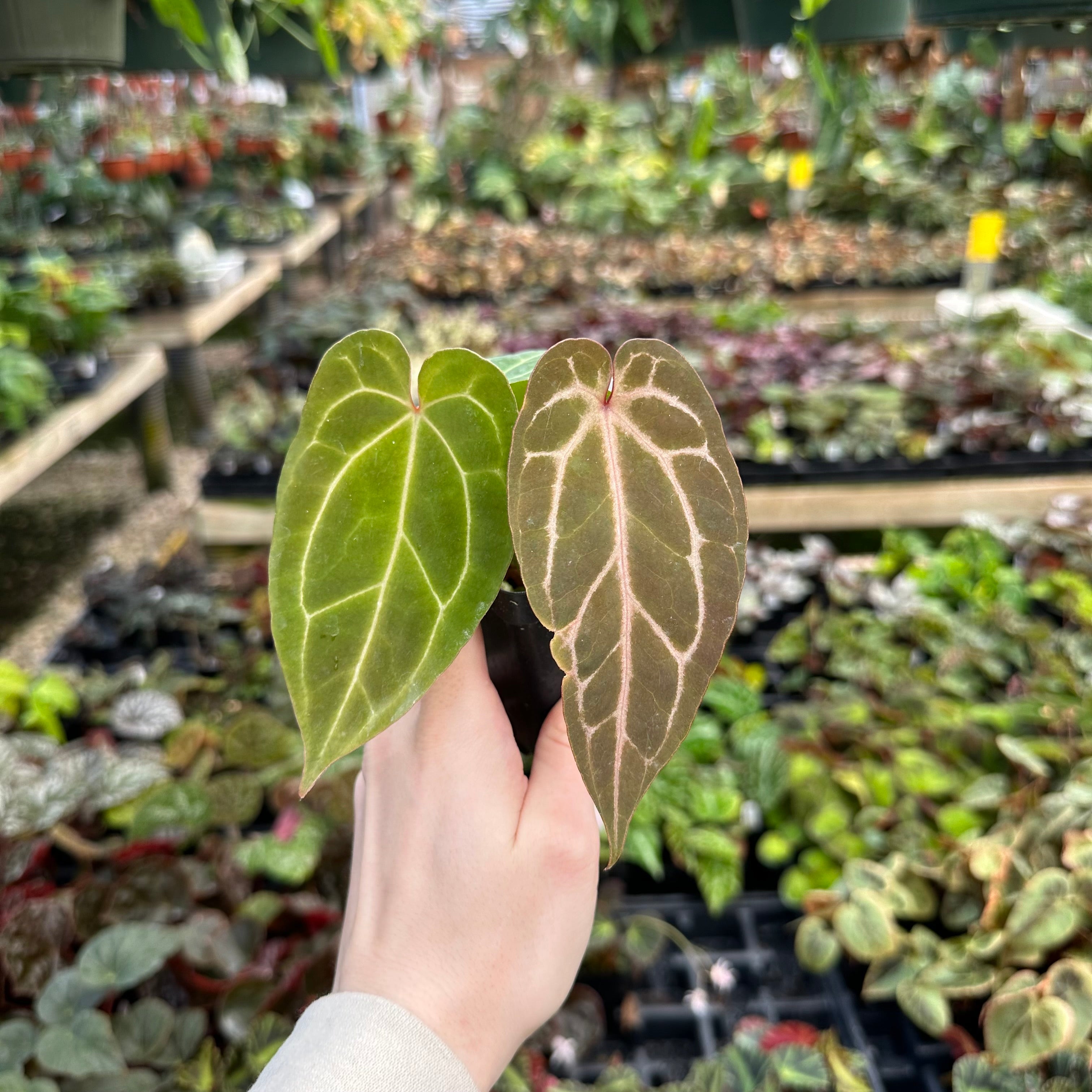 anthurium not red Anthurium 'Not The Mama'/forgetii x 'Doc Block F2'
