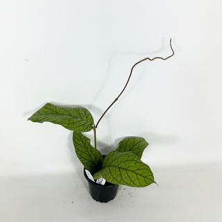 Hoya meredithii [#2295]