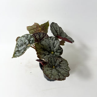 Begonia 'Steve's Leaves Frostbite' [#2016]