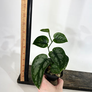 Z-5050 - Scindapsus pictus 'Black Mamba'