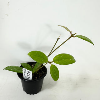 Hoya sp. Lai Chau (long leaf, splash) [#1611]