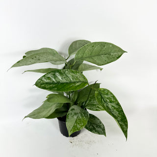 Hoya coriacea (silver) [#2452]