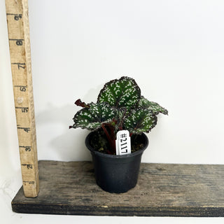 Begonia 'Fairytale' [#2117]