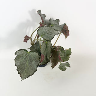 Begonia 'Madhatter' [#2129]