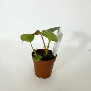 Anthurium 'Not The Mama' x self - 2 Seedlings [#1340]