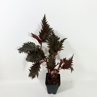 Begonia serratipetala 'Miri' [#2101]