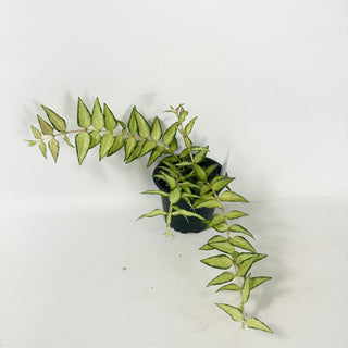 Hoya bella 'Luis Bois' [#1923]