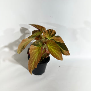 Begonia ‘Withlacoochee’ (Variegated) [#1877]