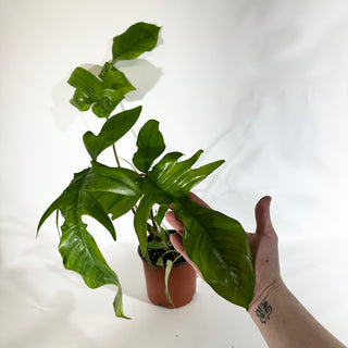 Philodendron sp. 69686 x subhastatum [#1845]