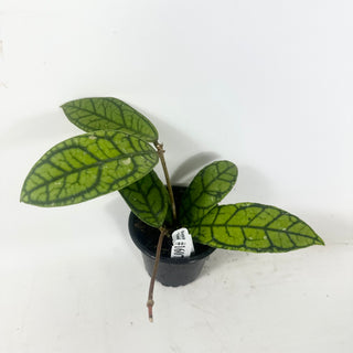 Hoya callistophylla 'Vena' [#1607]